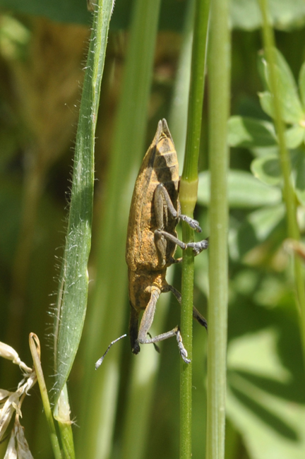 Lixus iridis